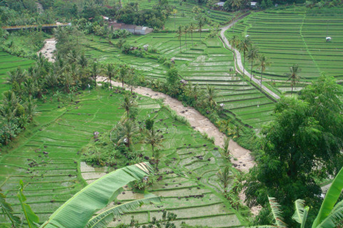 rice terace busungbiu