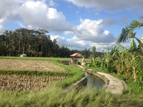 Subak Pulagan Included in World Cultural Heritage