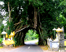 bunut bolong