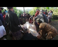 Masegeh tradition at Tambakan customary village