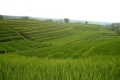 Jatiluwih